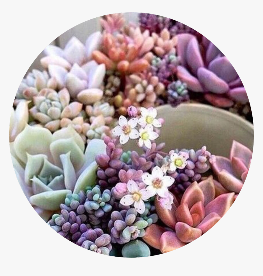 What Would You Guys Like To See More Of 
 Face Reveal - Succulent Plant, HD Png Download