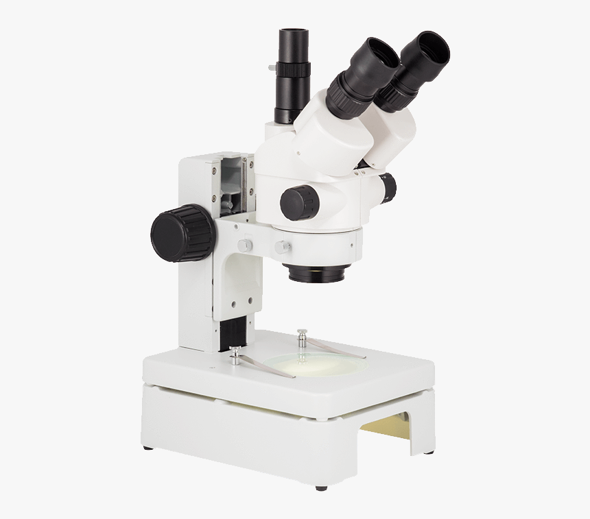 Embryo, HD Png Download
