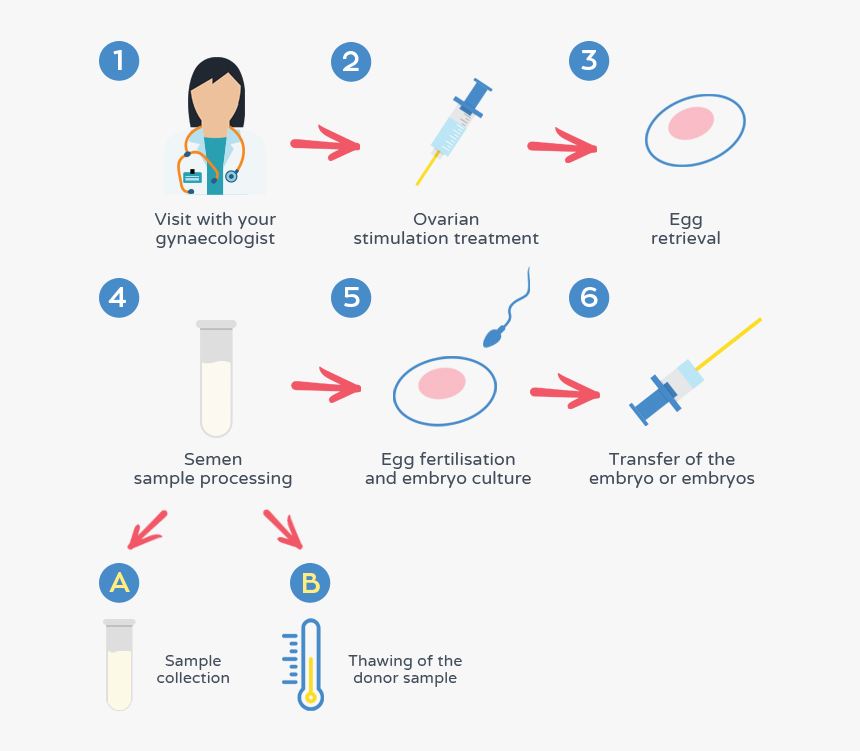 In Vitro Fertilisation - Vitro Fertilisation, HD Png Download