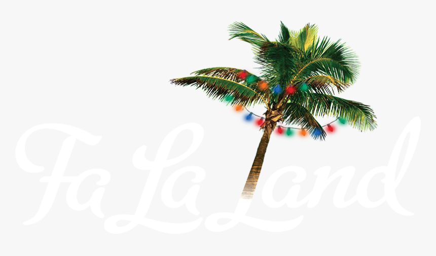 Fa La Land - Attalea Speciosa, HD Png Download