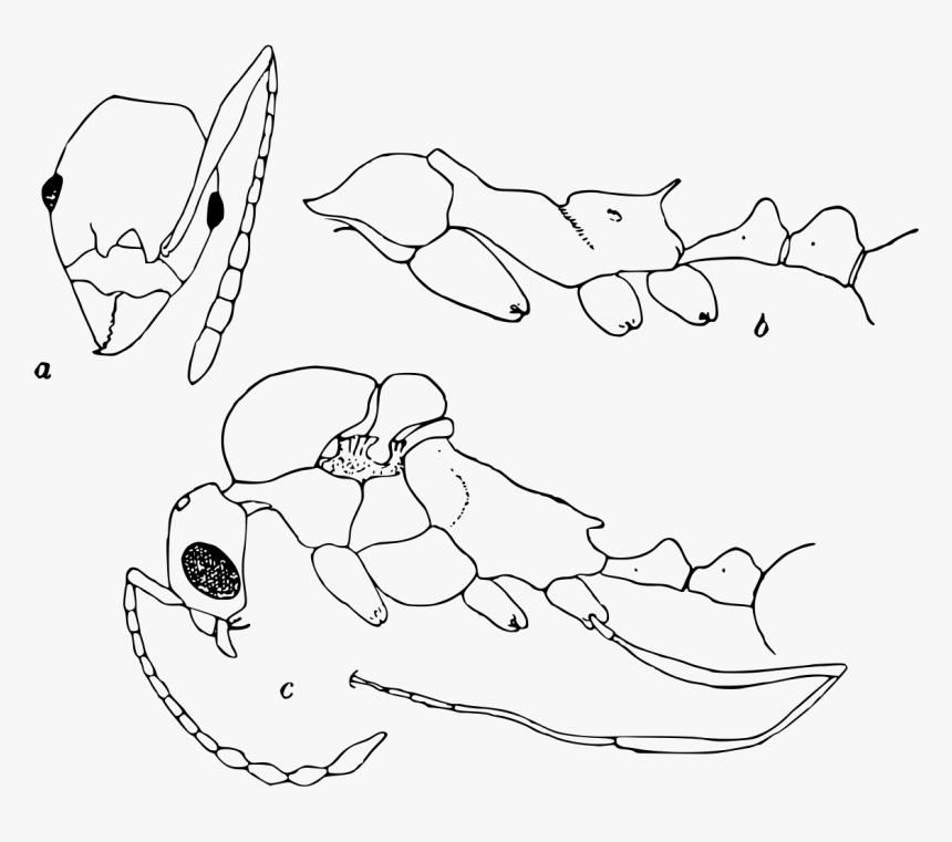 Line Art, HD Png Download