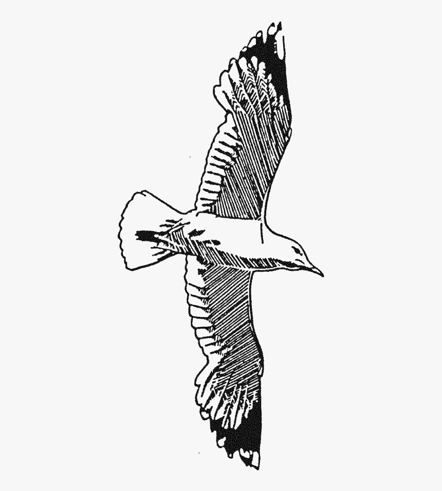 White Stork, HD Png Download