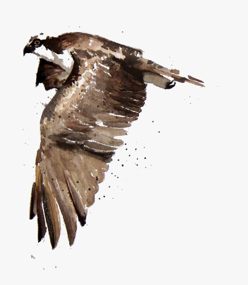 Osprey, HD Png Download , Transparent Png Image - PNGitem