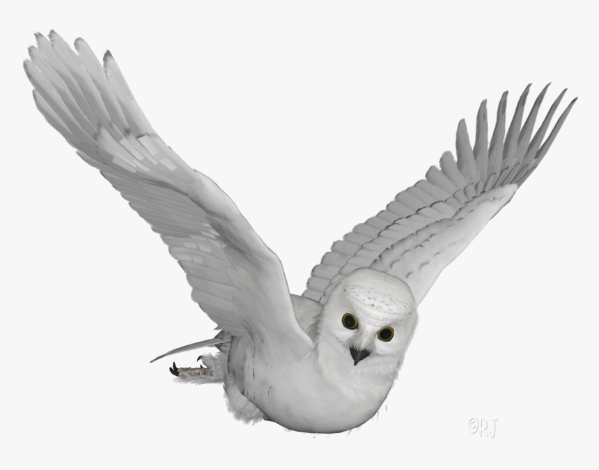 Snowy Owl Image Transparent, HD Png Download