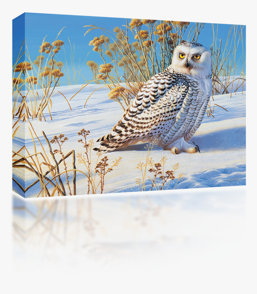 Snowy Owl, HD Png Download