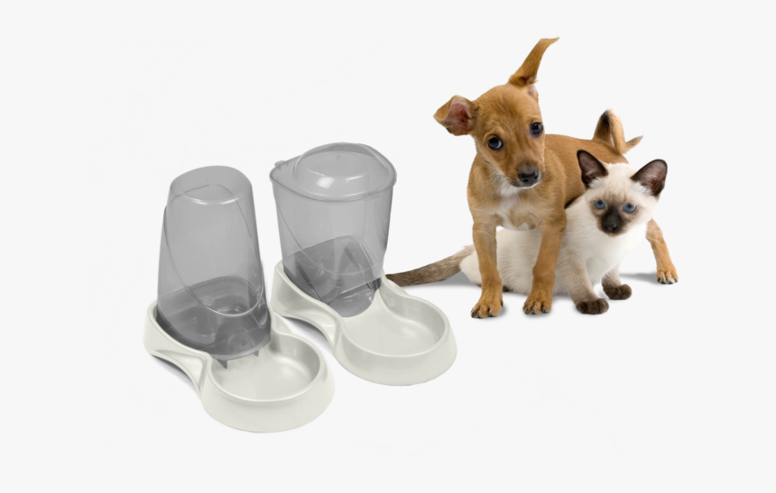 Cat Dog Autowater - Boarding Dog And Cat Together, HD Png Download