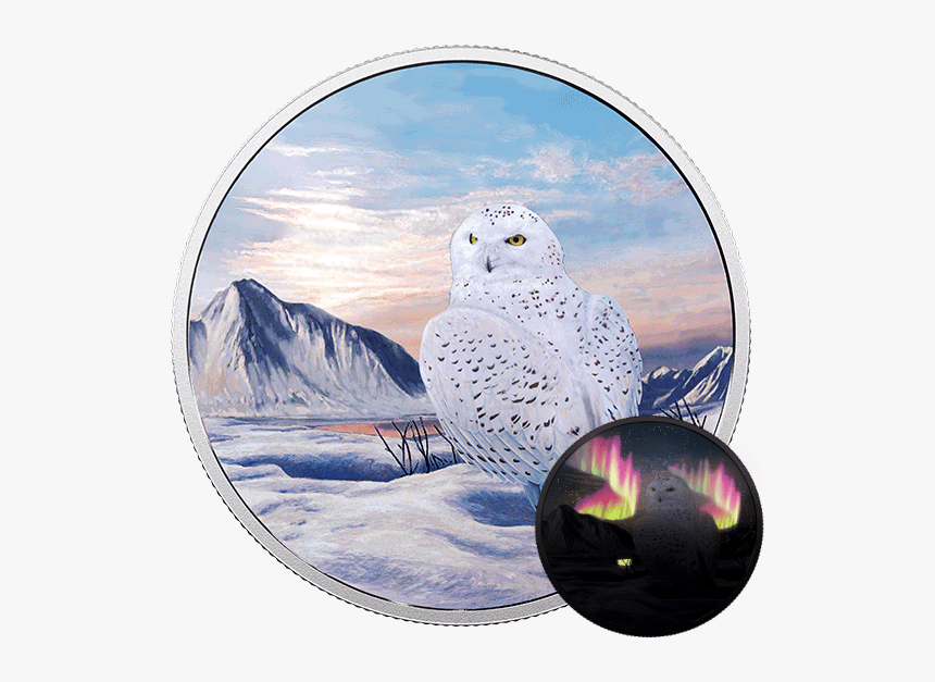 Snowy Owl, HD Png Download