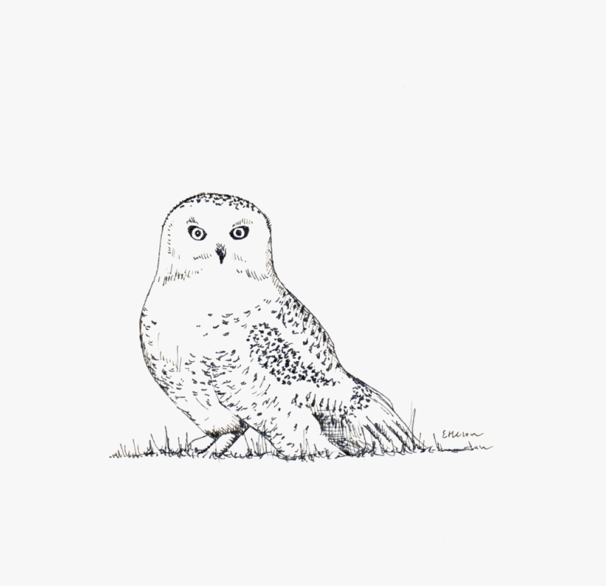 Transparent White Owl Png - Sketch, Png Download