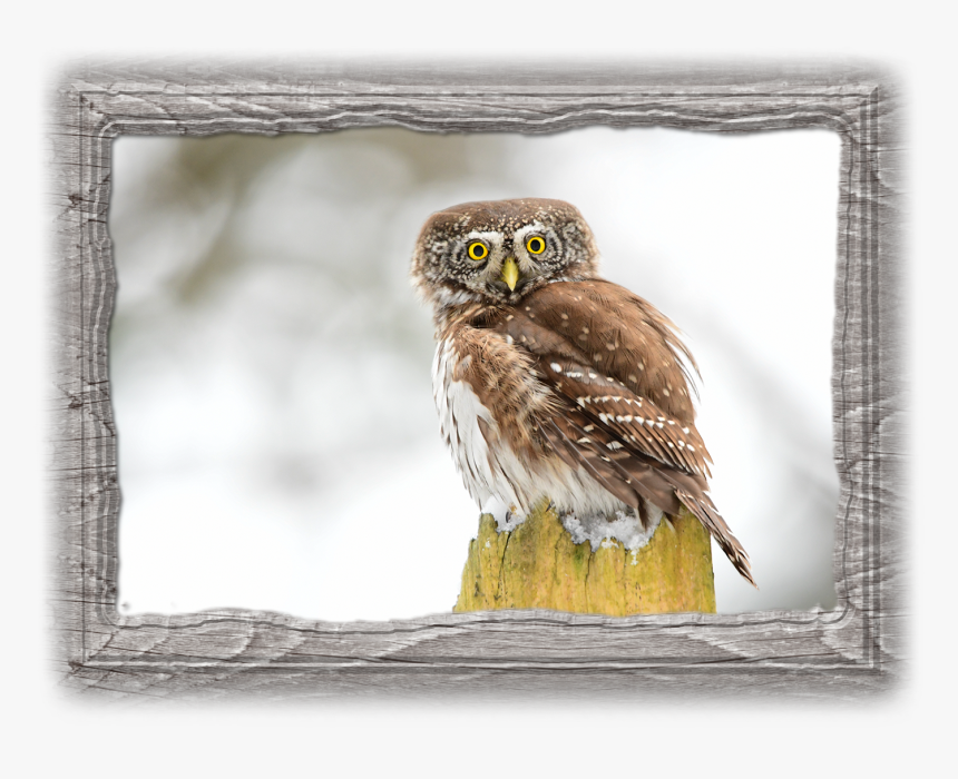 Great Grey Owl, HD Png Download