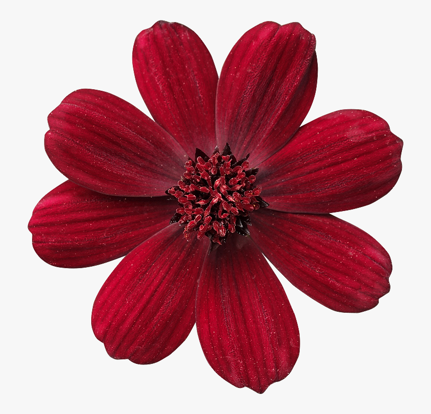 Fleur Libre De Droit, HD Png Download