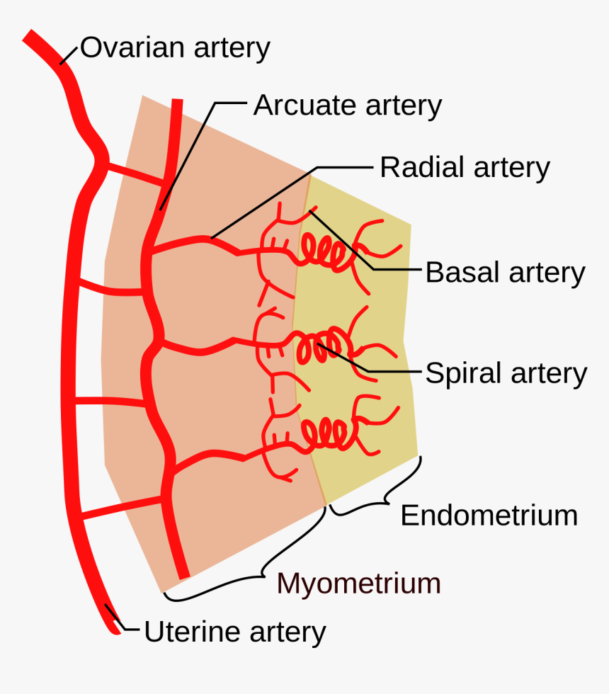 Spiral Arteries, HD Png Download