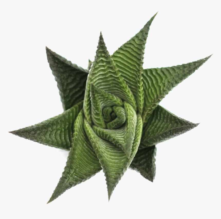 Haworthia Limifolia Spiral Haworthia 
 Class - Haworthia Limifolia Espiral, HD Png Download