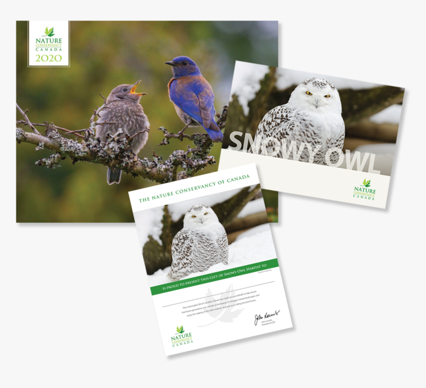 Snowy Owl - Canada, HD Png Download