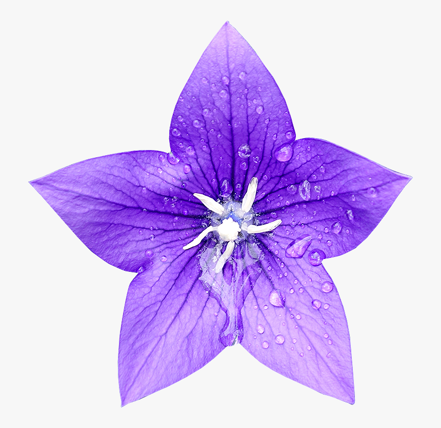 Single Blue Bell Flower, HD Png Download