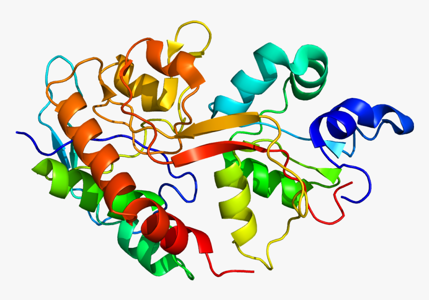 Protein Grin2b Pdb 1s11 - Grin2b Gene, HD Png Download