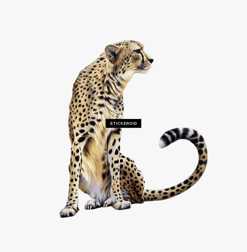 Cheetah Clipart , Png Download - Transparent Background Cheetah Clip Art, Png Download
