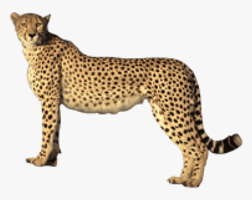 Transparent Cheetahs Clipart - Cheetah Transparent Background, HD Png Download