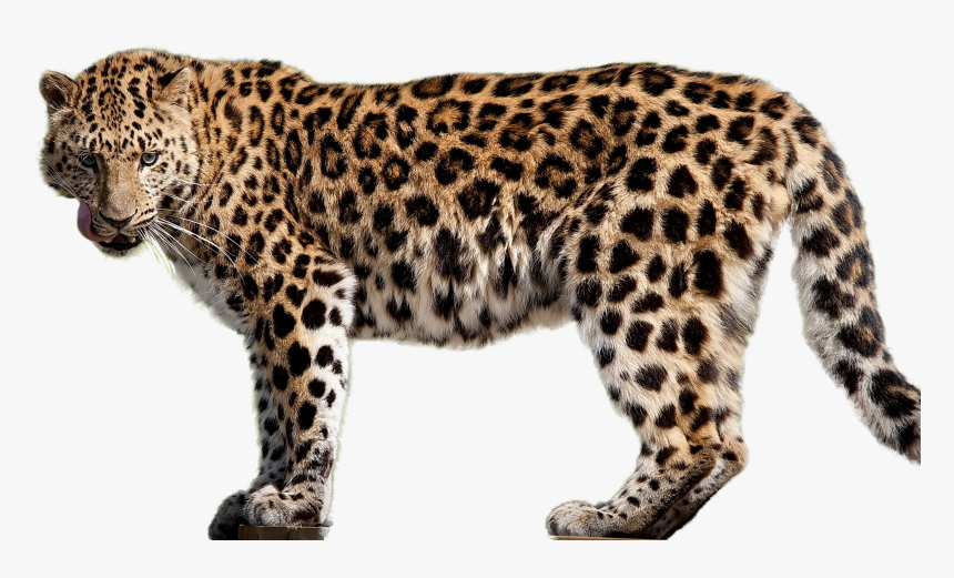 Amur Leopard Transparent Background, HD Png Download
