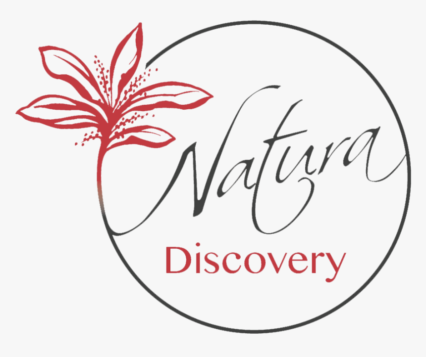 Bora Bora Activities - Line Art, HD Png Download