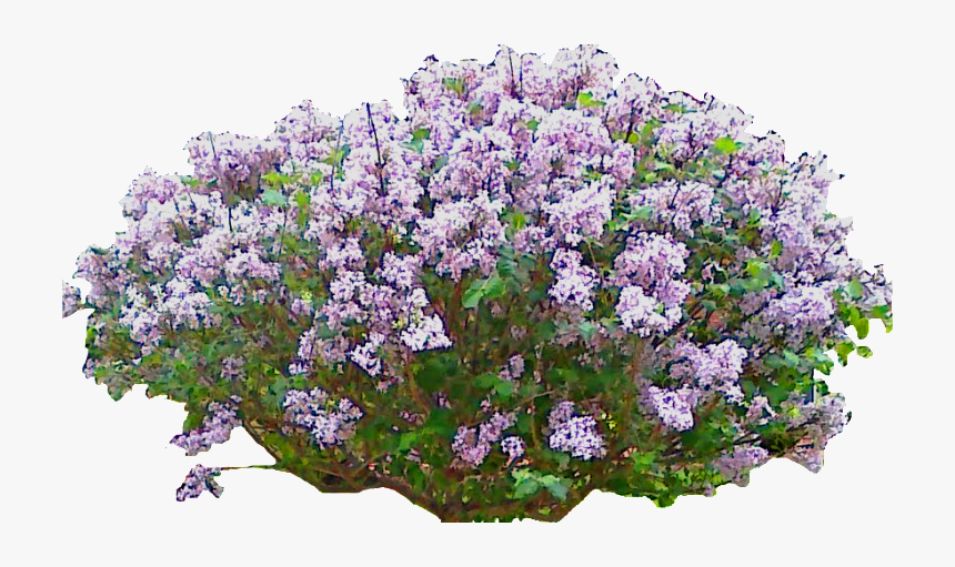 Lilac, HD Png Download