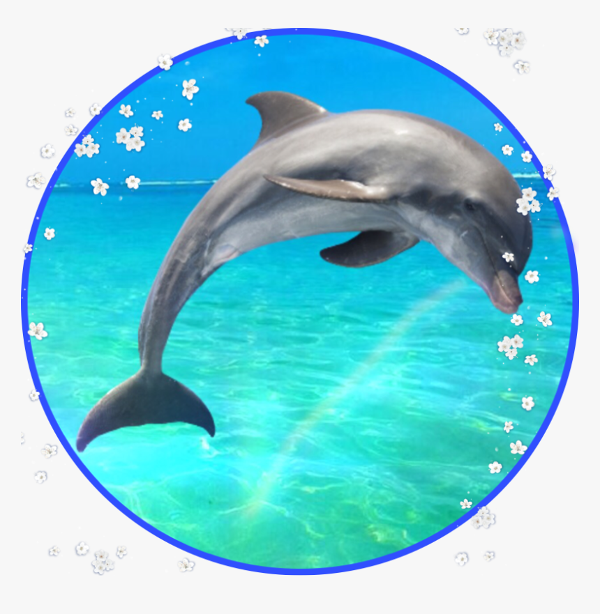 #delfin #delphin @toleib @picsart #sticker - Common Bottlenose Dolphin, HD Png Download