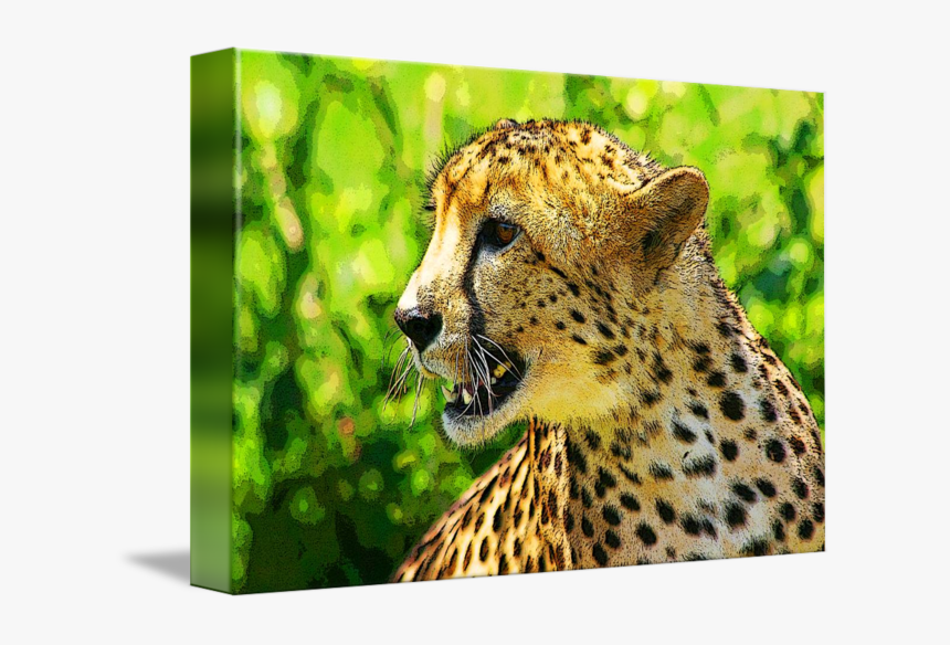 Clip Art Cheetah Photos - Cheetah, HD Png Download