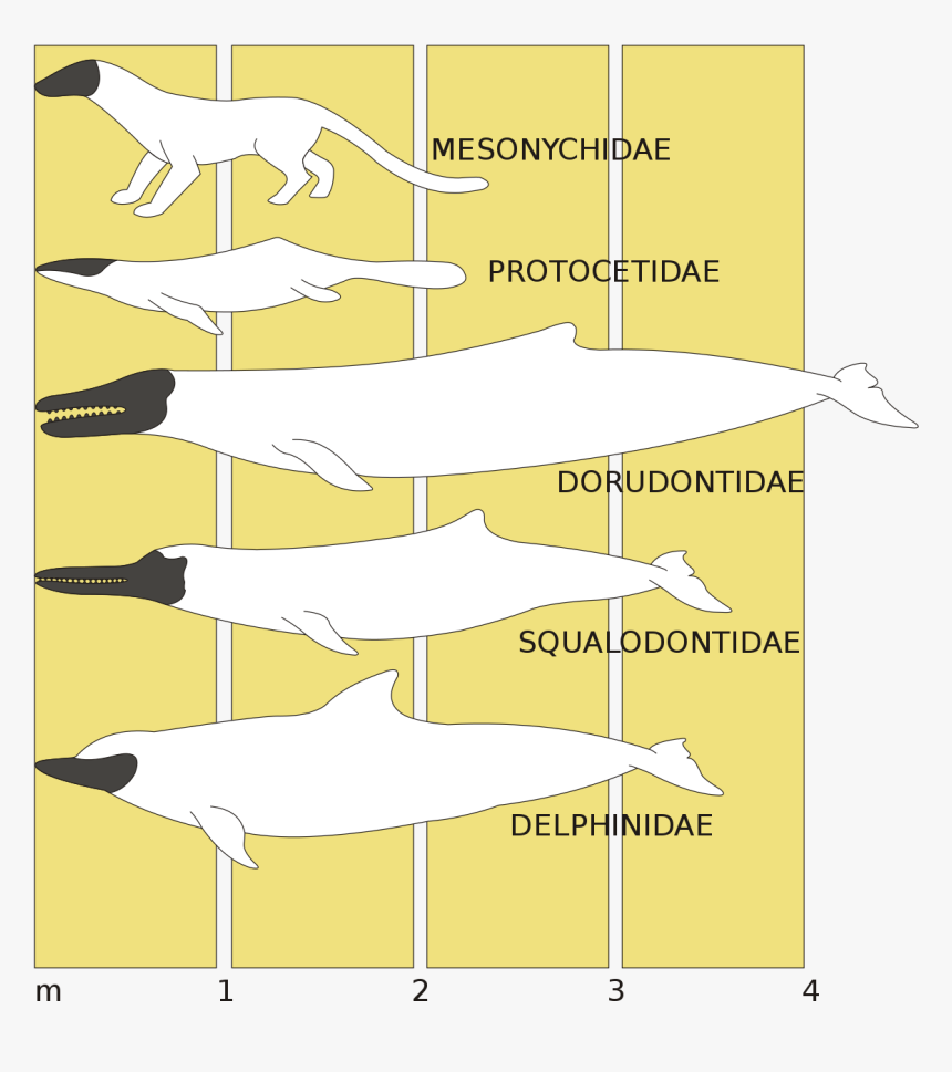 Evolucion Del Delfin Rosado, HD Png Download