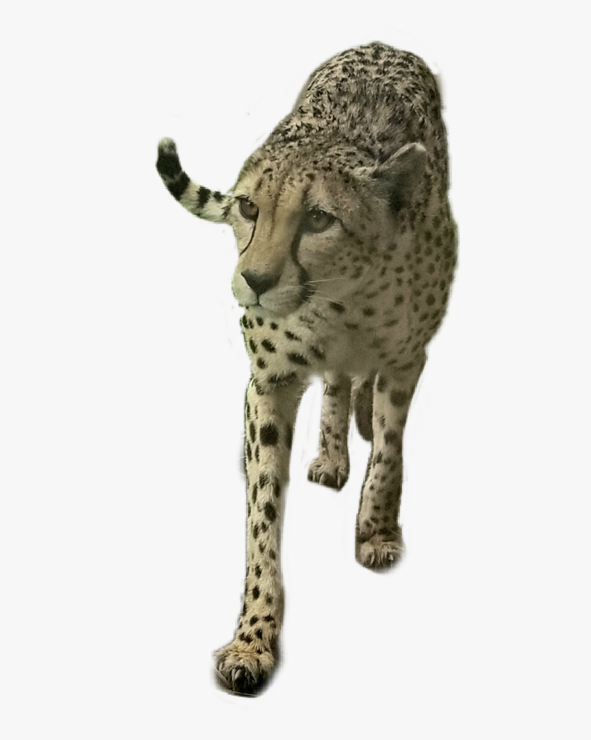 Freetoedit Bigcat Cheetah Animal, HD Png Download