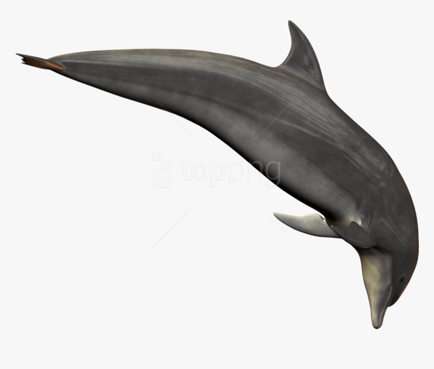 Free Png Dolphin Png Images Transparent - Dolphin Png Transparent, Png Download