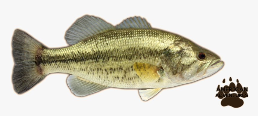 Large Bass Png, Transparent Png