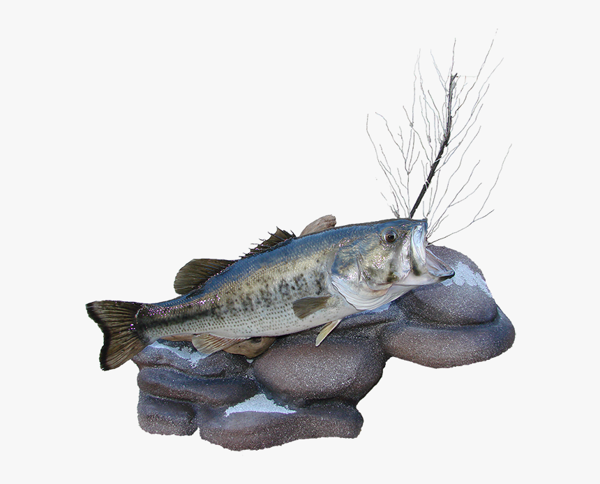 Transparent Largemouth Bass Png - Bass, Png Download