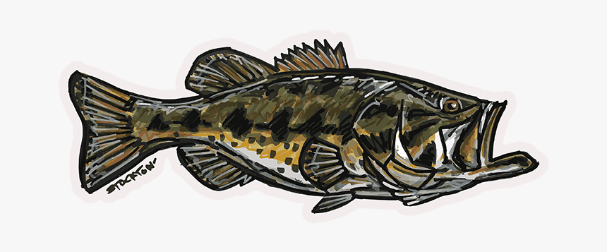 Fly Slaps Matthew Stockton Largemouth Bass Sticker - Sea Bass, HD Png Download