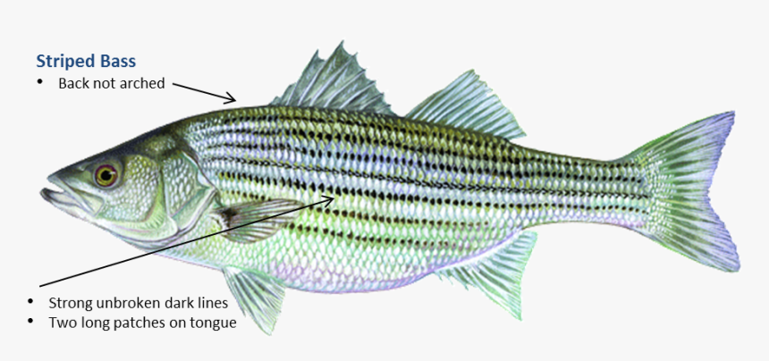 Striped Bass - Striper Oklahoma, HD Png Download