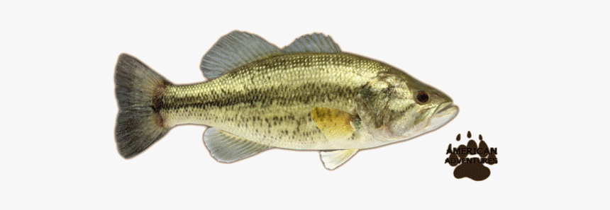 Basslargemouth Jimmyhoopz - Largemouth Bass Png, Transparent Png