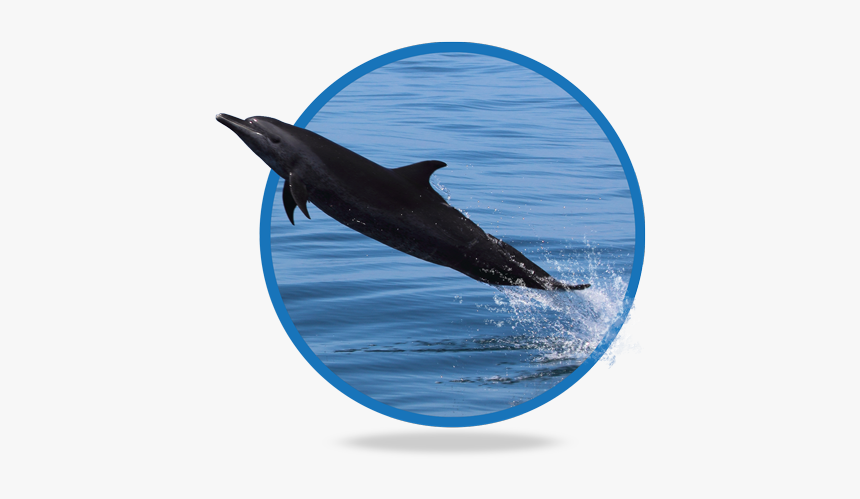Common Bottlenose Dolphin, HD Png Download