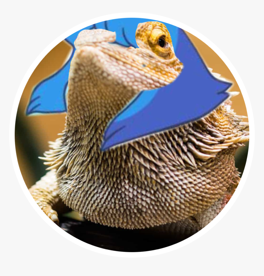 Lapis Lizardali - Mallard, HD Png Download