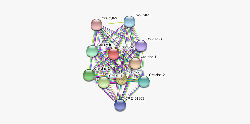 Cre Dyci 1 Protein - Circle, HD Png Download