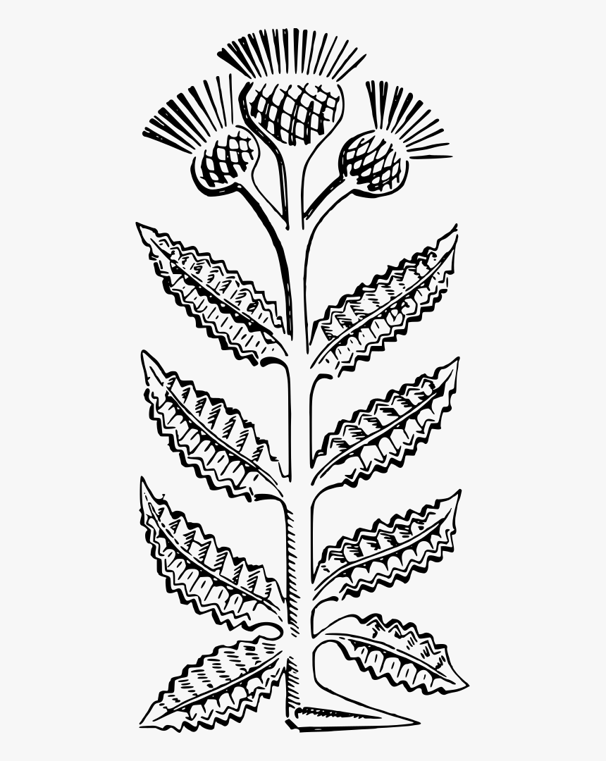 Thistle, HD Png Download