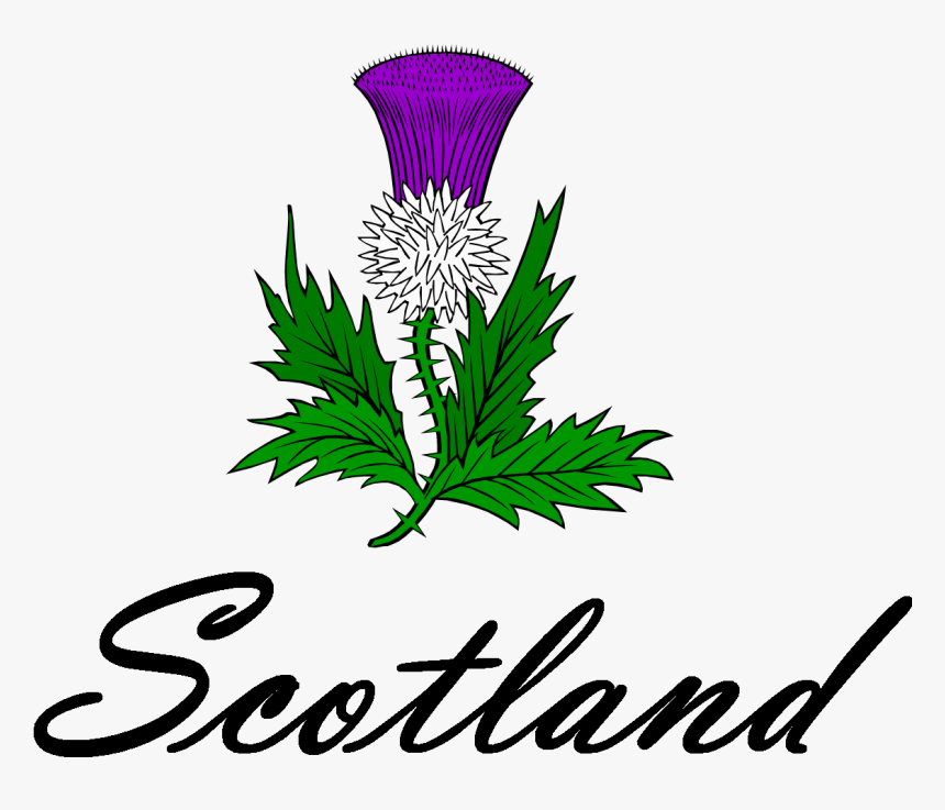 Png Download , Png Download - Clip Art Scottish Thistle, Transparent Png