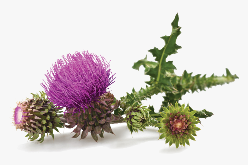 Milk Thistle, HD Png Download