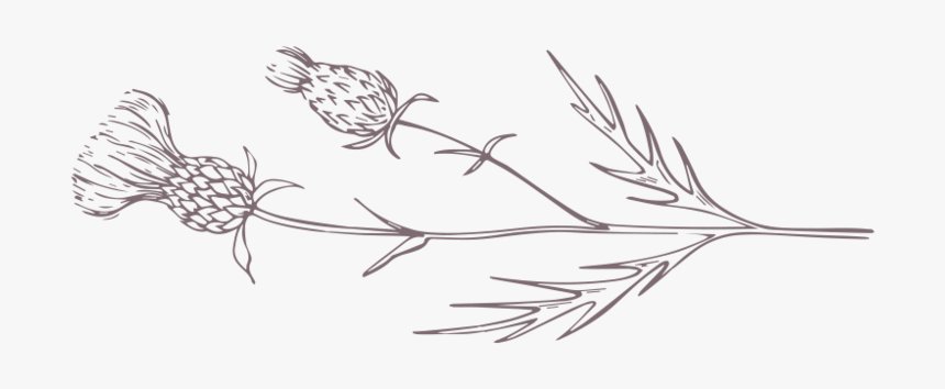 Purple Thistle Horizontal - Sketch, HD Png Download