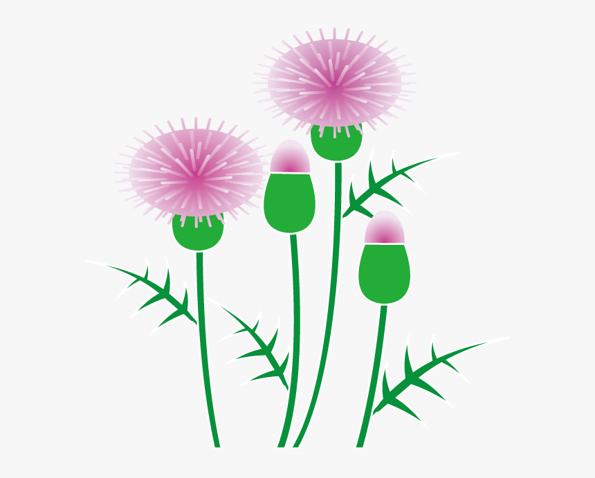 Thistle Clipart - Free Clipart Thistle, HD Png Download