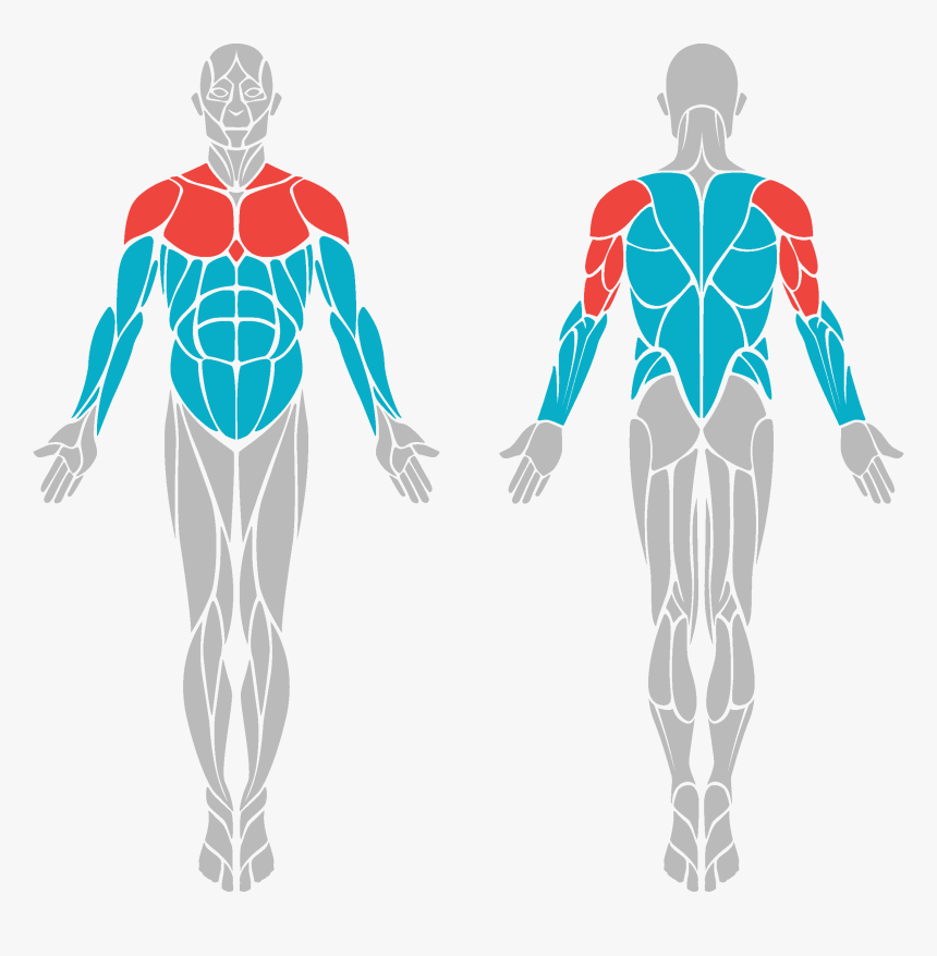 Bullets - Muscles Front And Back, HD Png Download