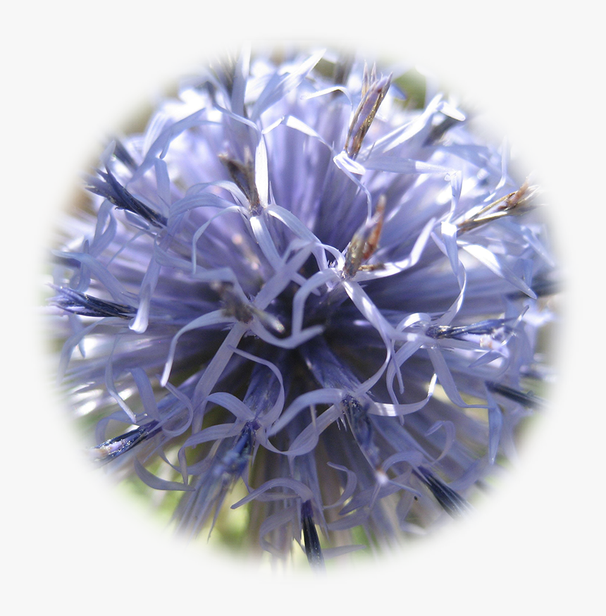 Globe Thistle, HD Png Download
