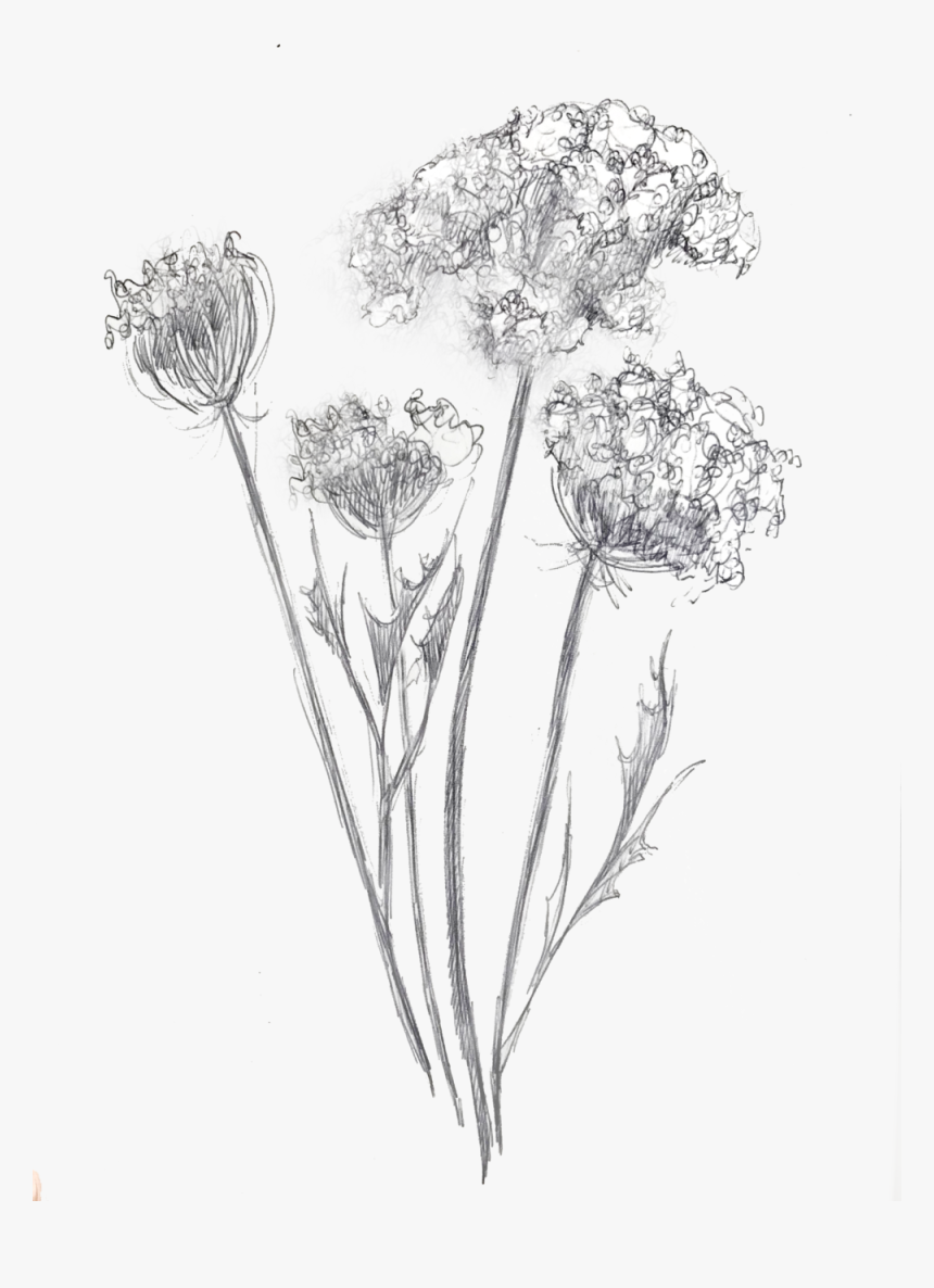 Queen Anne Lace Mz, HD Png Download , Transparent Png Image PNGitem