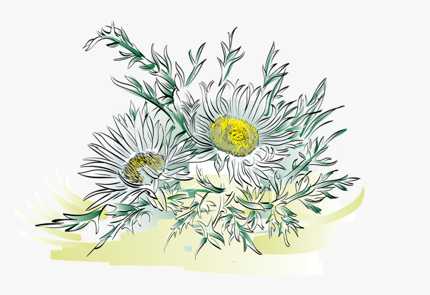 Thistle, Alpine Flower, Flower, Plant, Silver Thistle - Alpenblumen Png, Transparent Png