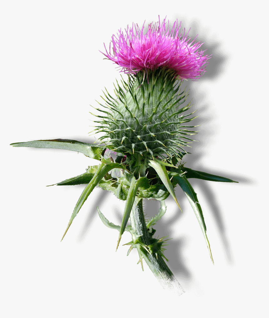 Distaff Thistles, HD Png Download