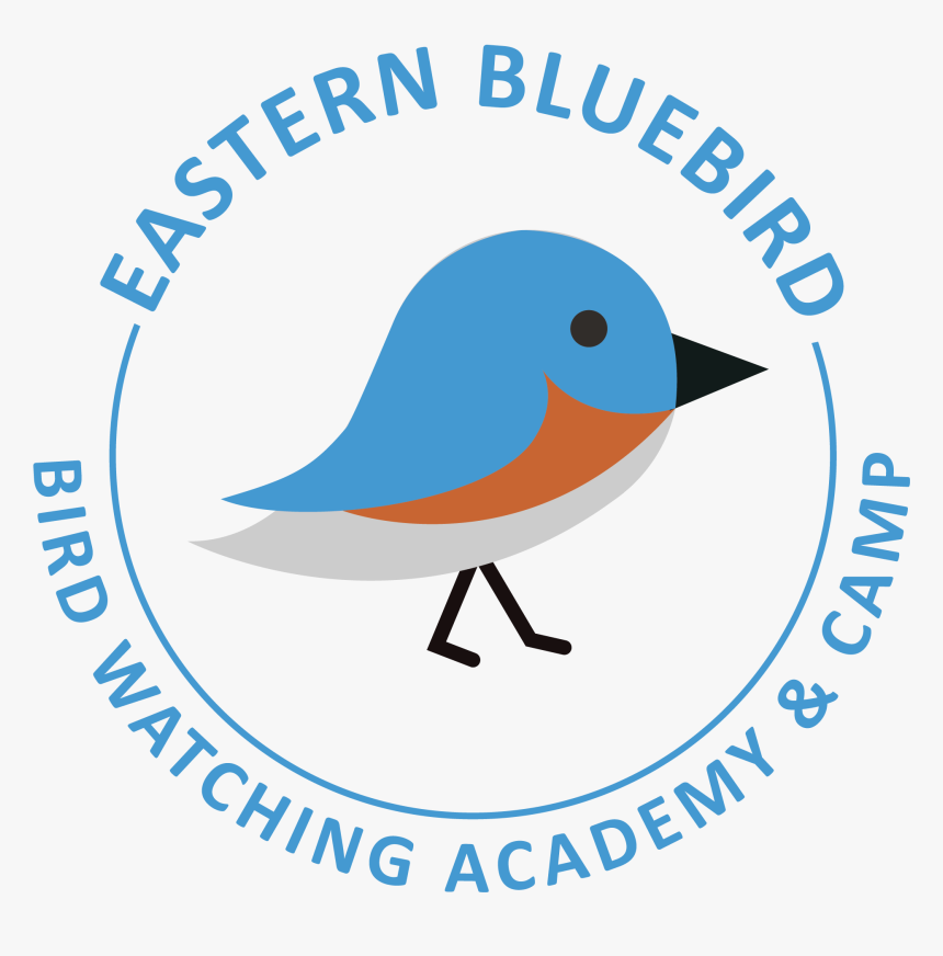 Mountain Bluebird, HD Png Download