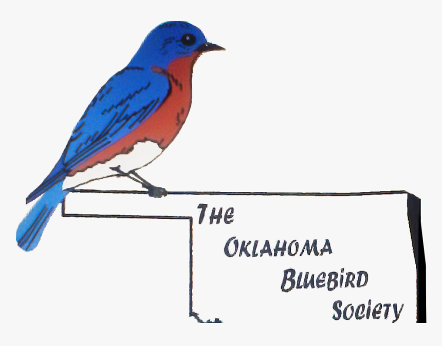 Bluebird Png, Transparent Png