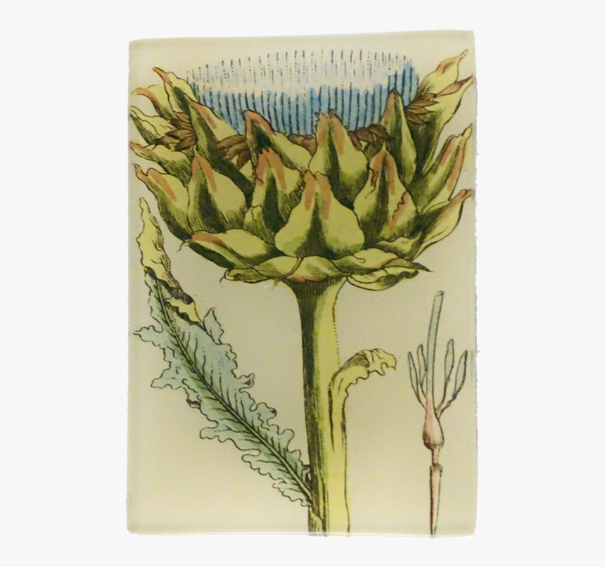 Agave, HD Png Download